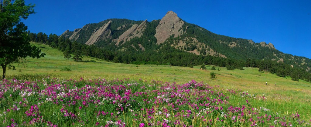 Summer Flatirons with Pink Flowers (12x5) @ 140dpi